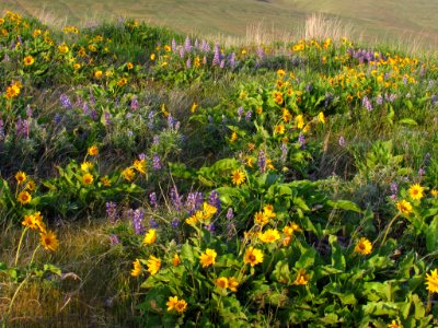 Wildflowers at Dalles Mt. Ranch in WA