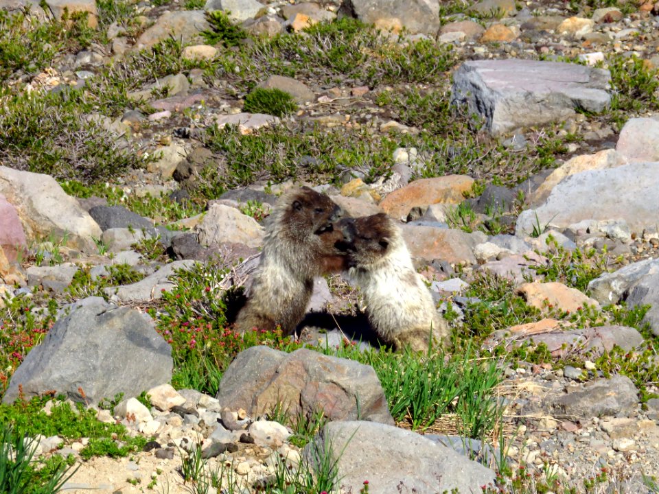 Marmots at Mt. Rainier NP in WA
