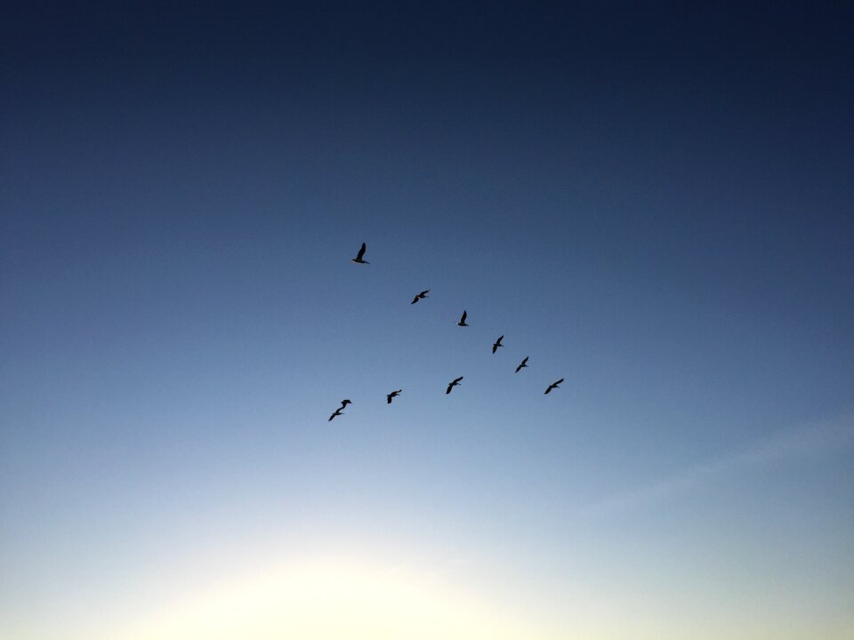 Flight flock bright