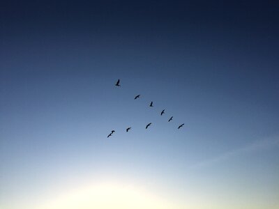 Flight flock bright