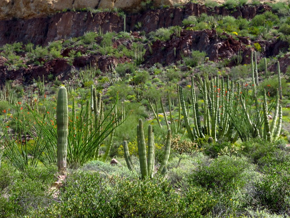 Wildflowers at Organ Pipe Cactus NM in AZ