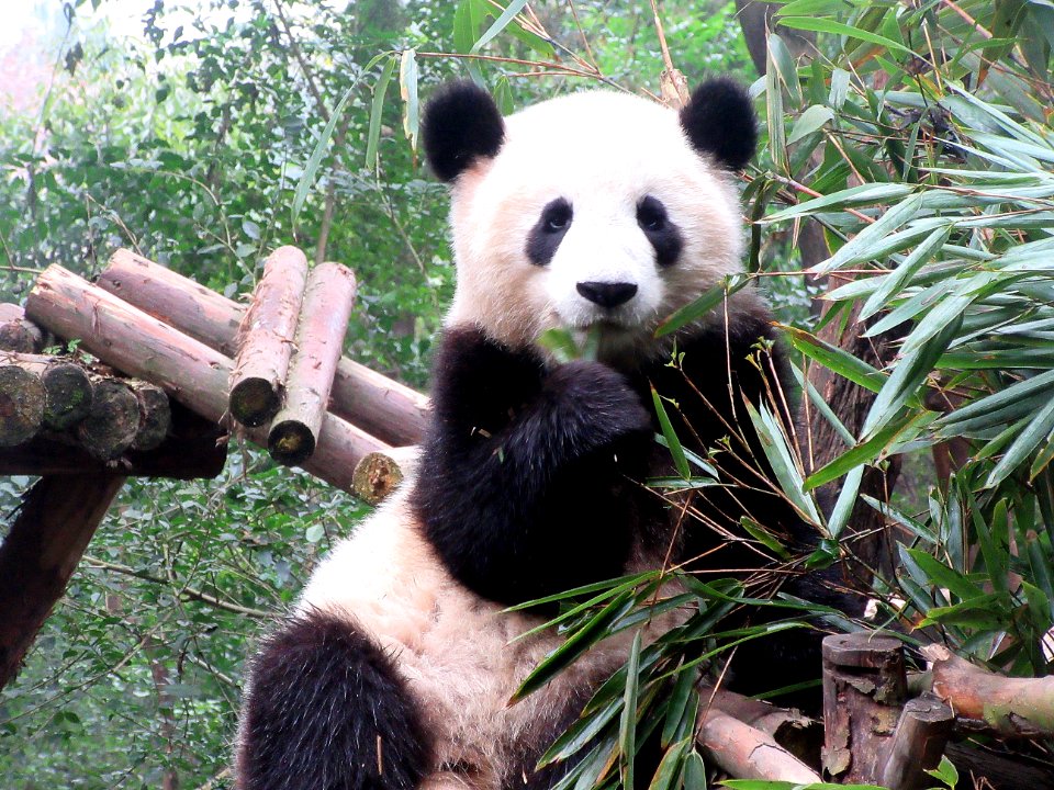 Panda with ears up lookig at us munching Giant Panda Breeding Center Chengdu China
