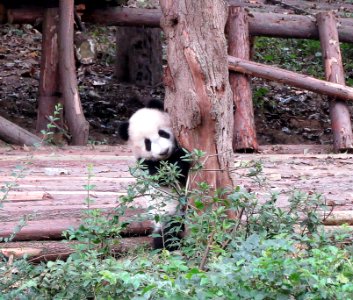 Panda behind tree Giant Panda Breeding Center Chengdu China