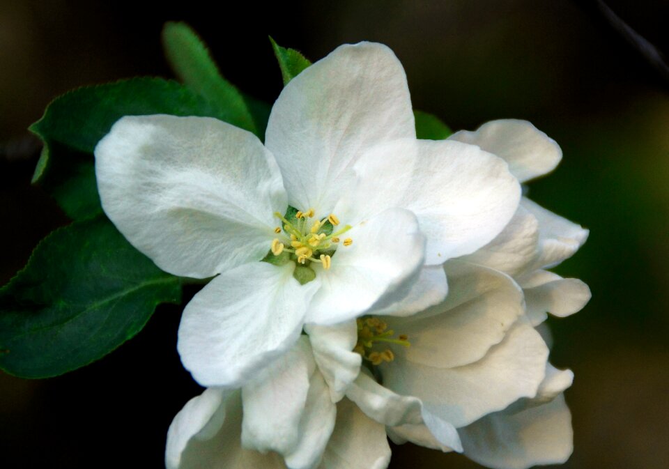Apple flower flowering tree flower