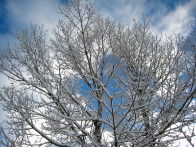King of the Cottonwood Trees