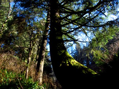 Forest at God's Thumb Hike in OR