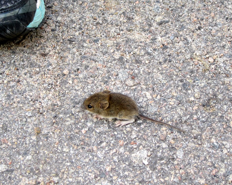 Tiny mouse letting itslef be surrounded by people  Chernobyl exclusion zone Ukraine