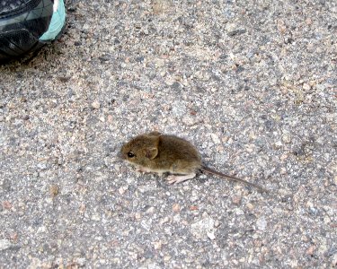 Tiny mouse letting itslef be surrounded by people  Chernobyl exclusion zone Ukraine