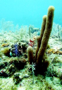 Long Coral French's Reef Key Largo photo