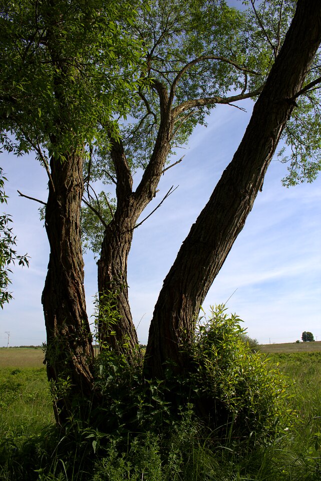 Perspective nature tribe