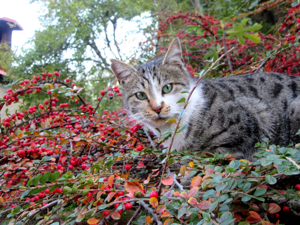 Cat in a thorny bush to scratch Tbilisi Georgia
