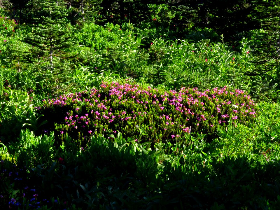 Wildflowers at Mt. Rainier NP in WA