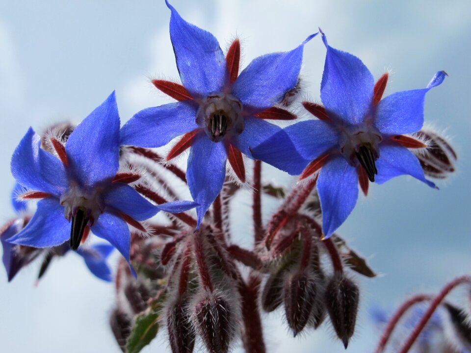 Plant macro blue