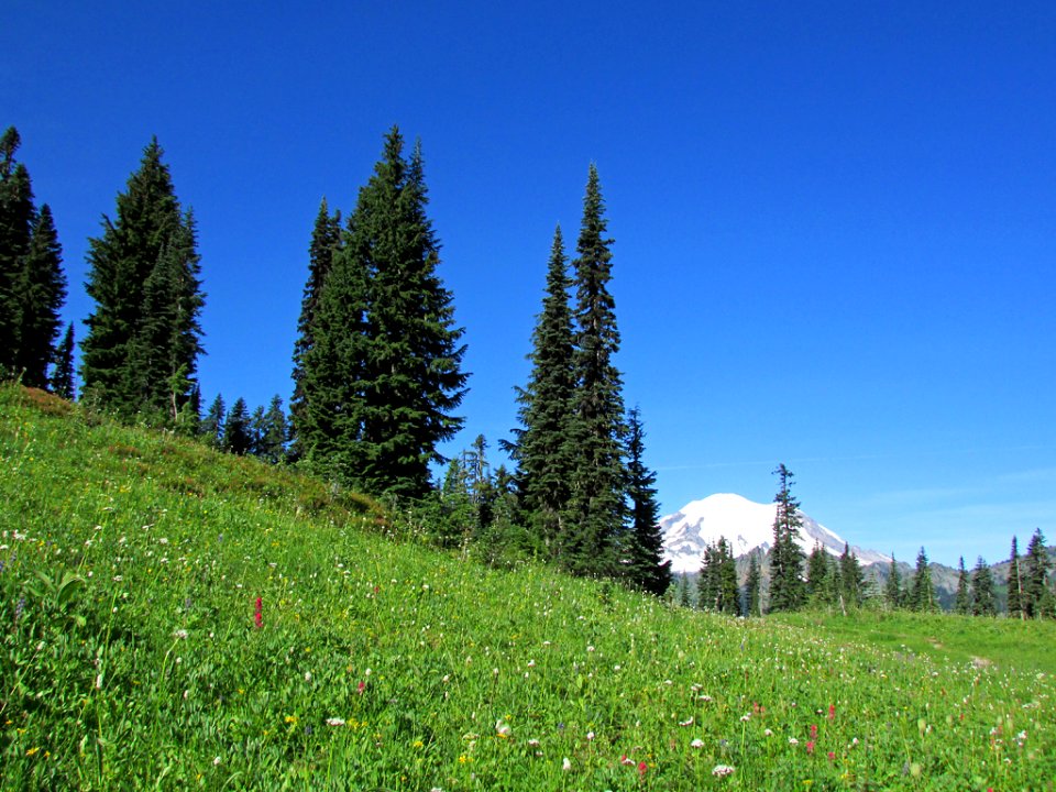 Wildflowers at Mt. Rainier NP in WA