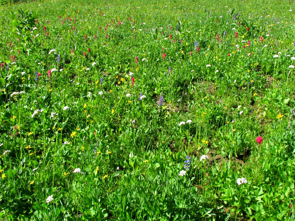 Wildflowers at Mt. Rainier NP in WA