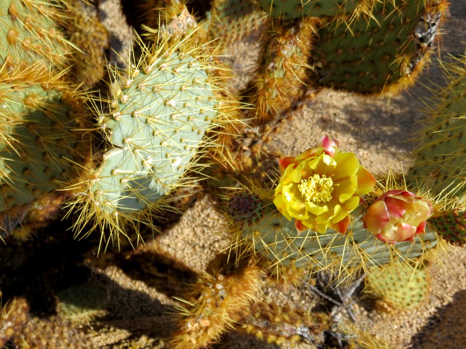 Joshua Tree NP in CA