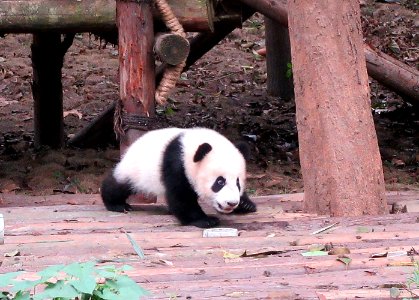 Panda waling Giant Panda Breeding Center Chengdu China