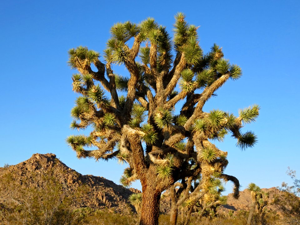 Joshua Tree NP in CA