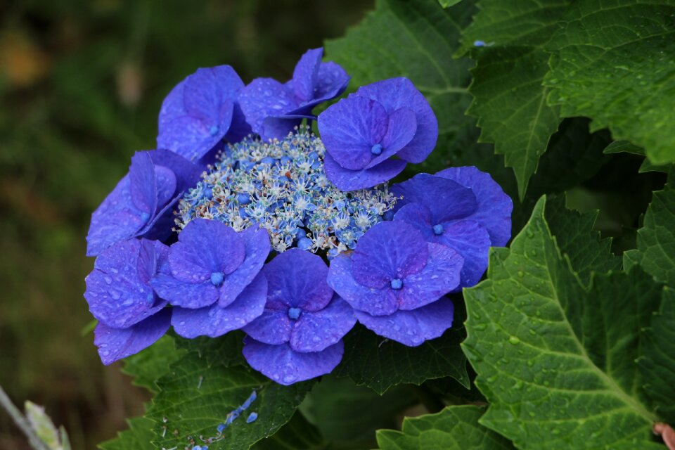 Petals spring flowers hydrangea