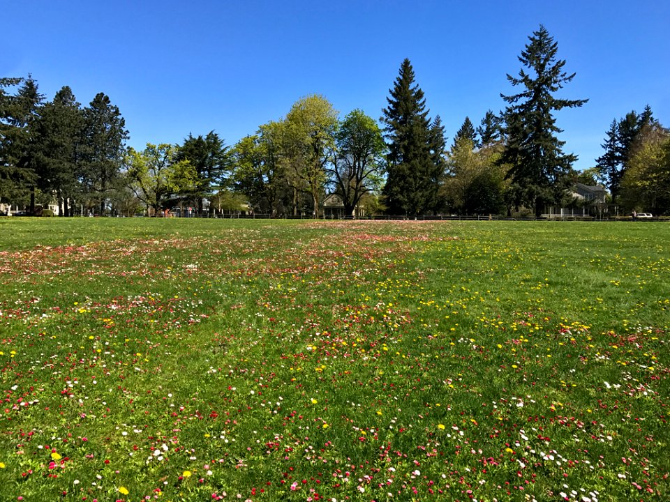 Morning Wildflowers at Fort Vancouver in Washington