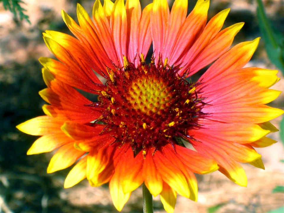 I've Heard These are "Blanketflowers"