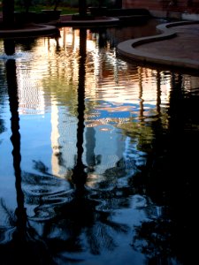 Palm Reflected