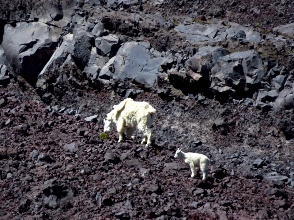 Mountain Goats at Mt. St. Helens NM in WA