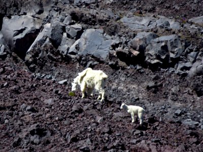 Mountain Goats at Mt. St. Helens NM in WA
