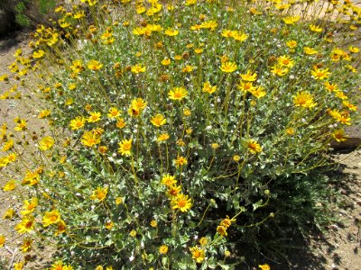 Wildflowers at Joshua Tree NP in California