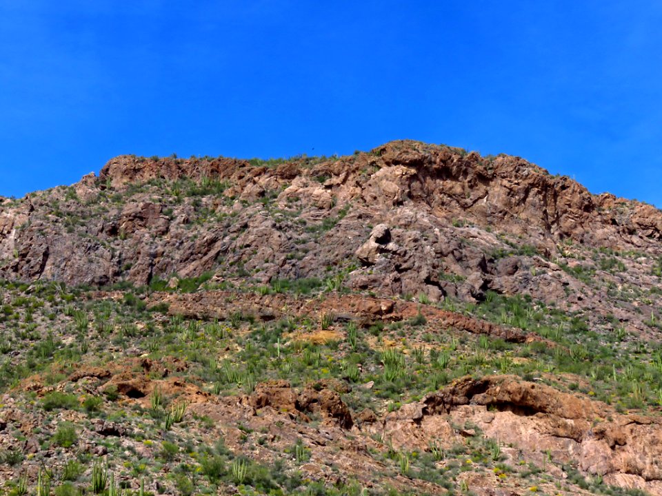 Organ Pipe Cactus NM in AZ
