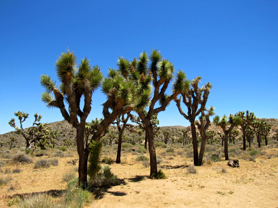 Joshua Tree NP in California photo