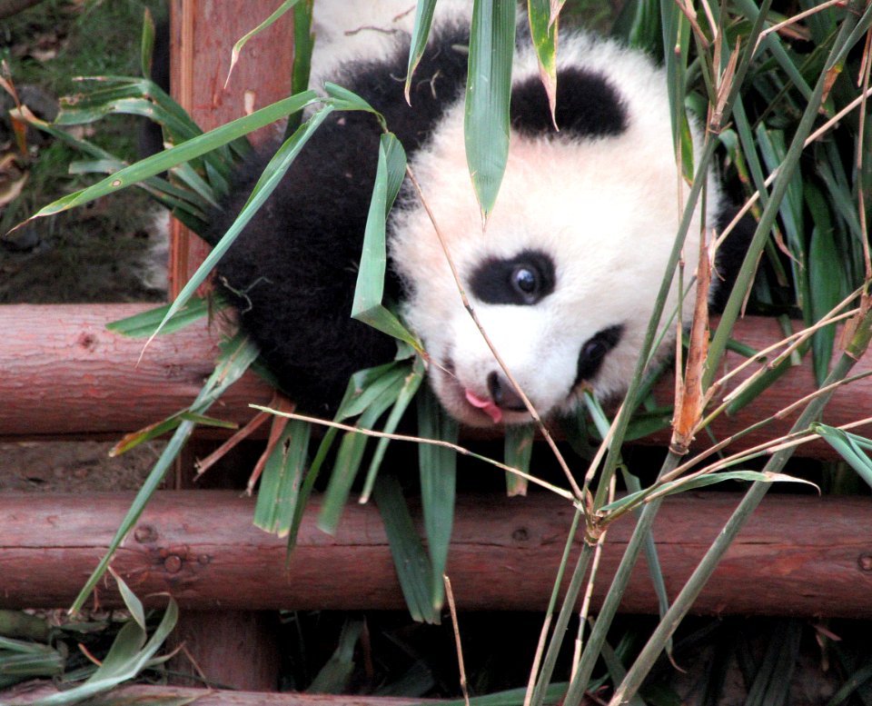 Baby panda Trying to climb over post Giant Panda Breeding Center Chengdu China