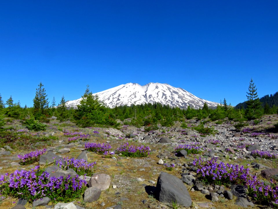 Wildflowers at Mt. St. Helens NM in Washington