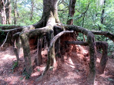 Tree Roots Rocky Springs Natchez Trace Parkway Mississippi