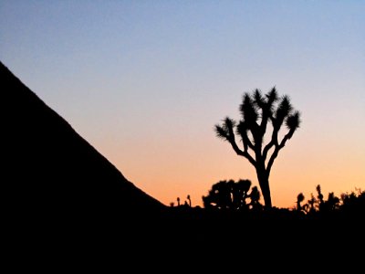 Sunset at Joshua Tree NP in CA