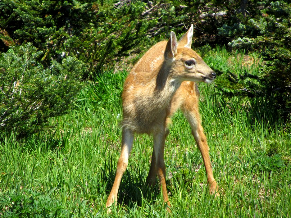 Deer at Hurricane Ridge at Olympic NP in WA