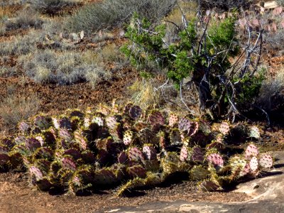 Needles District at Canyonlands NP in Utah