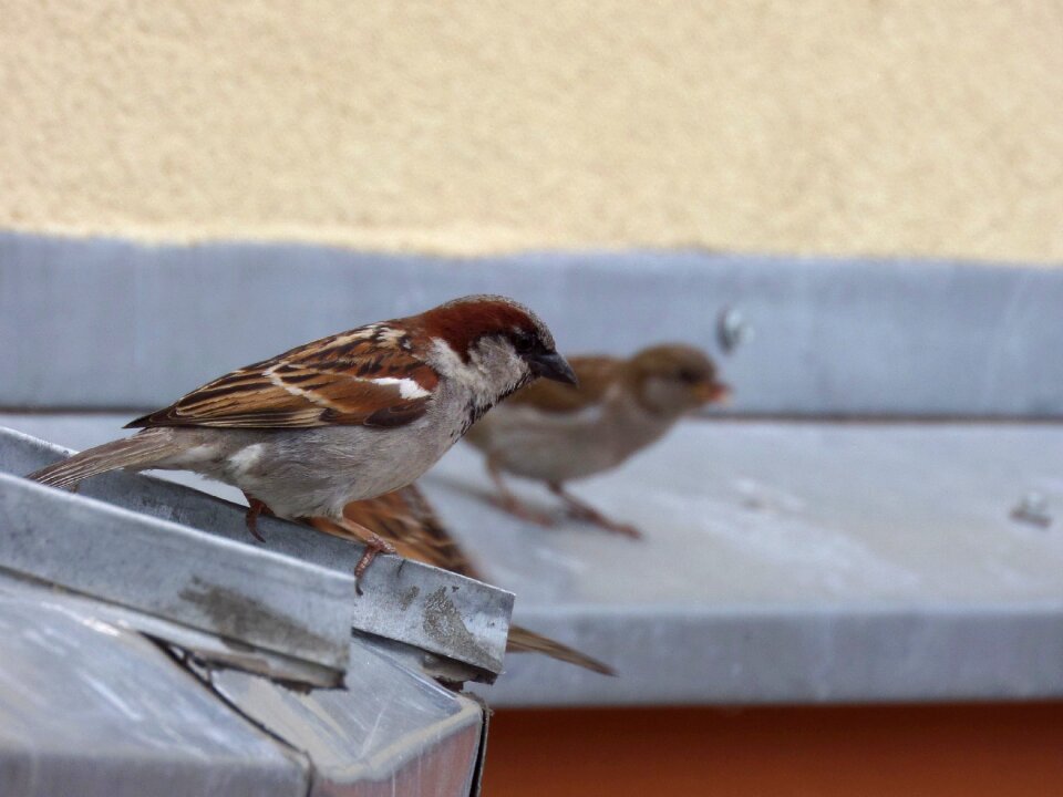Sparrows nature the roof of the
