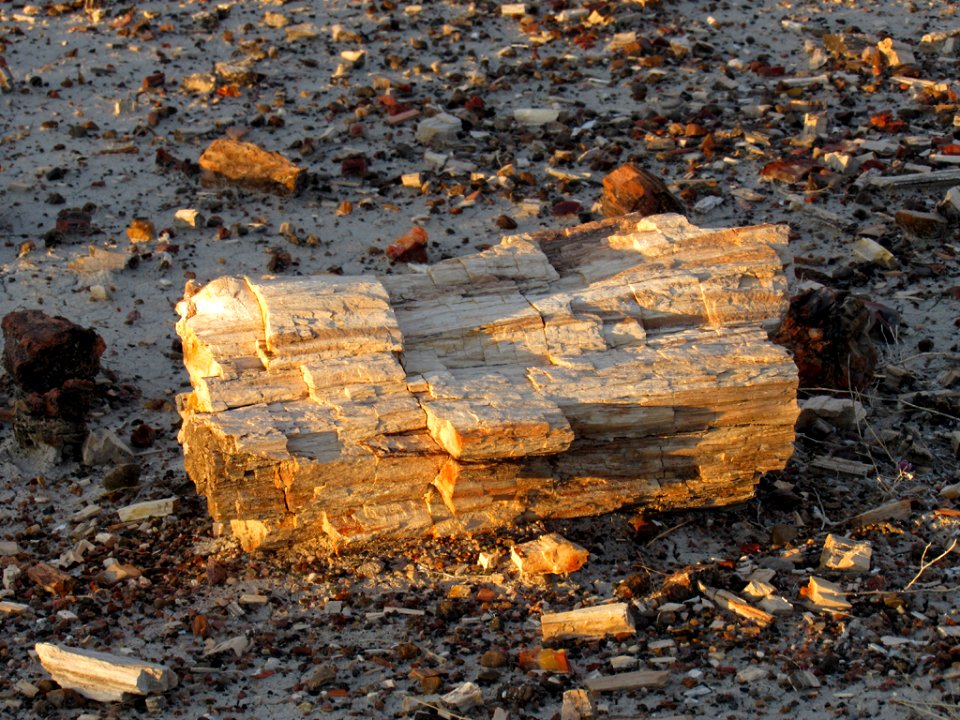 Crystal Forest at Petrified Forest NP in Arizona