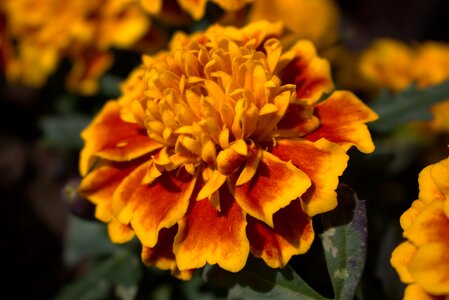 Bloom orange flowers bright photo