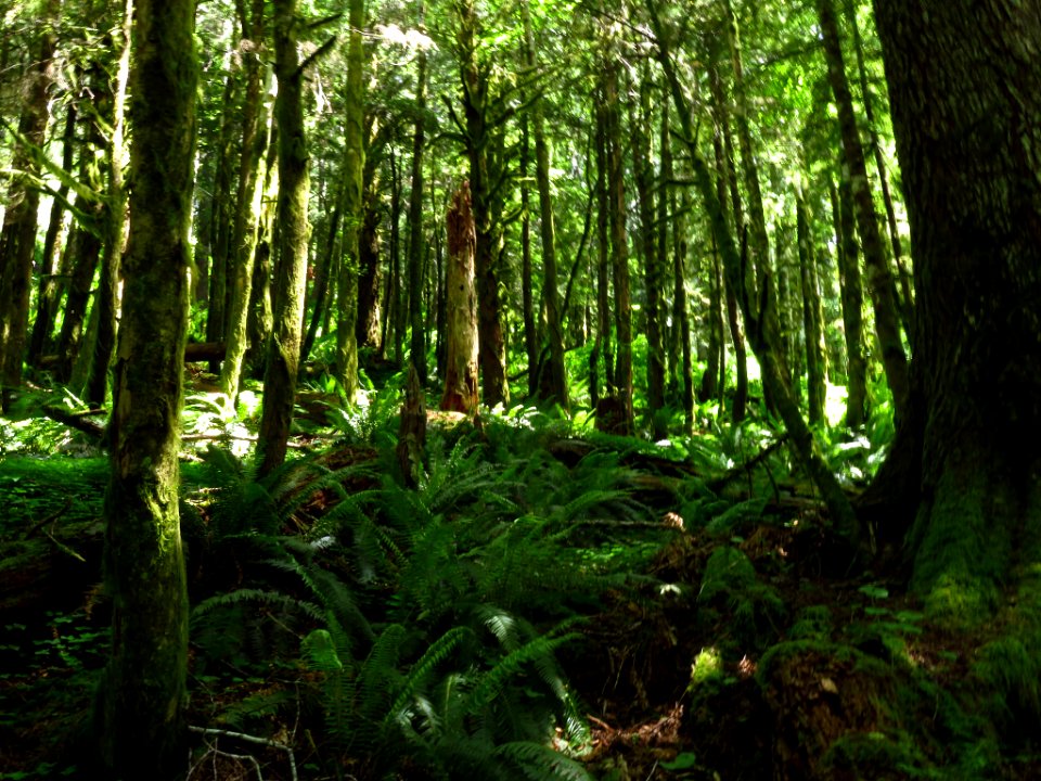 Saddle Mountain Trail in OR