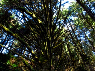 Forest at God's Thumb Hike in OR