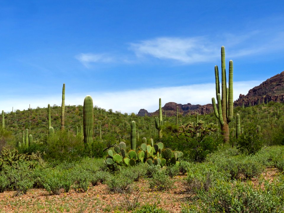 Organ Pipe Cactus NM in AZ