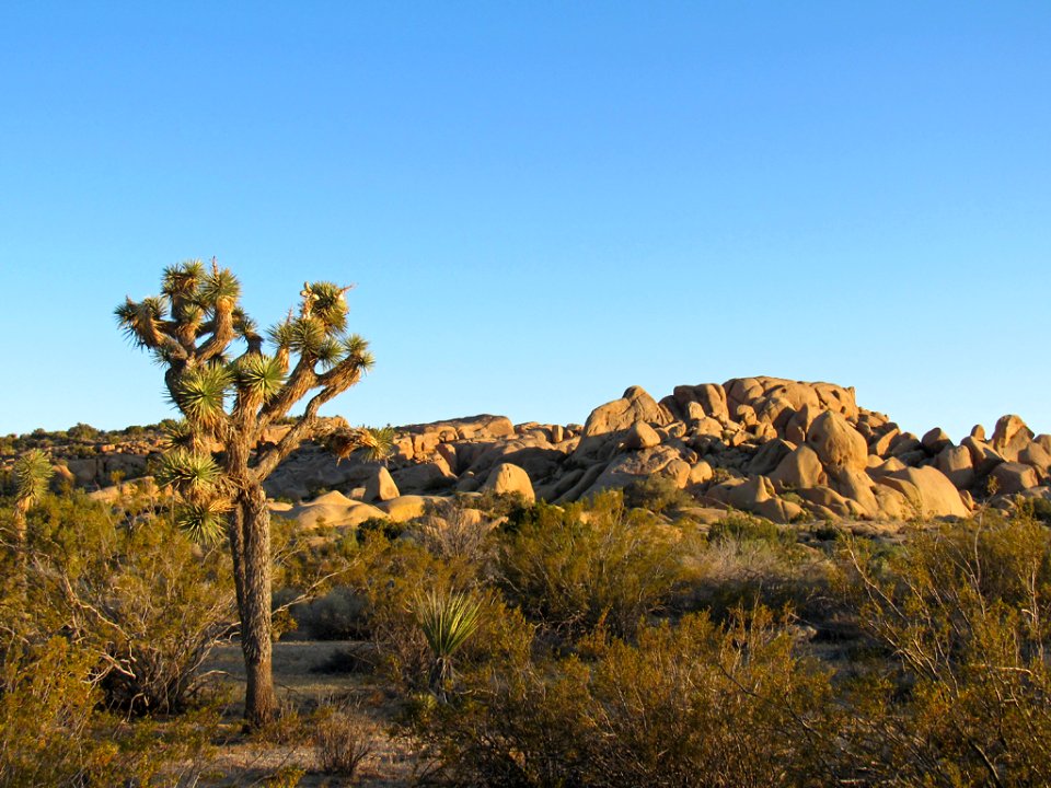 Joshua Tree NP in California