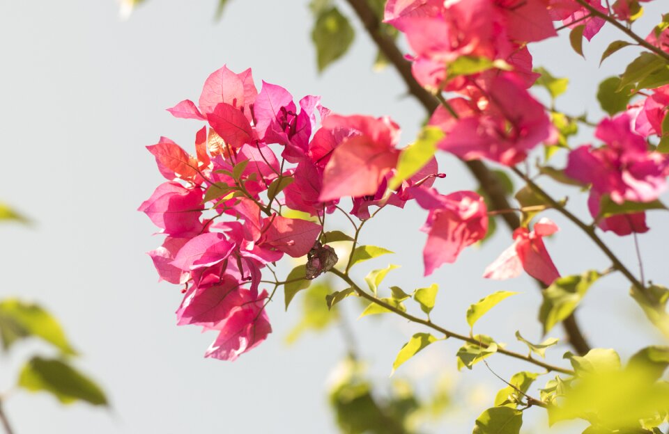 Garden nature plant