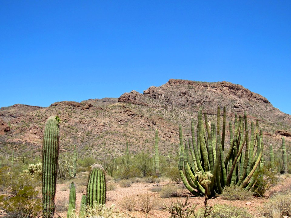 Organ Pipe Cactus NM in Arizona