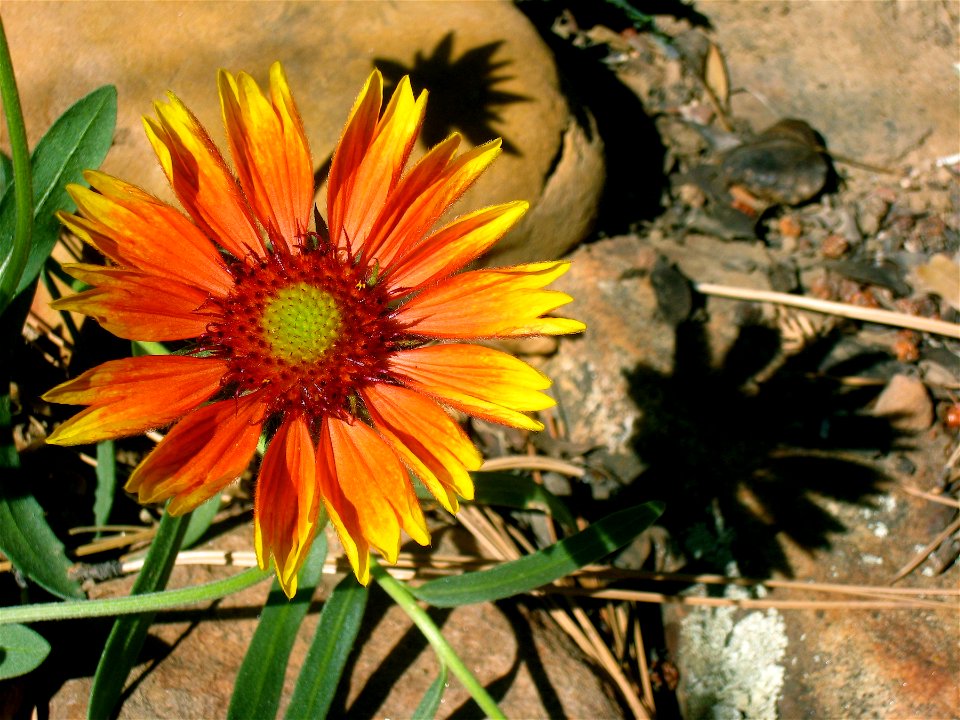 Flowers for Thanksgiving