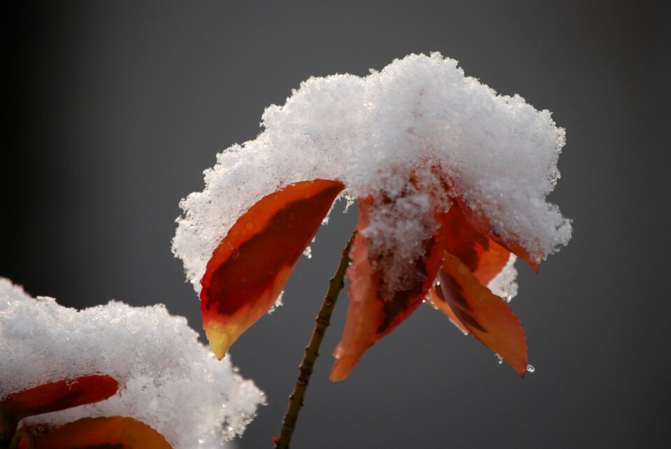 Snow winter cold