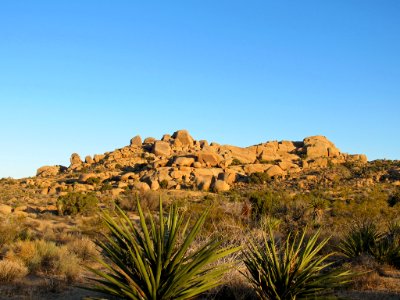 Joshua Tree NP in California photo