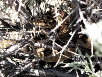 Rattlesnake in Eagle Lake Field Office